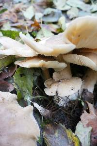 Leucopaxillus giganteus image