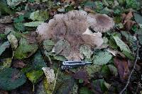 Leucopaxillus giganteus image