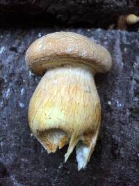 Gymnopilus ventricosus image