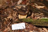 Gyromitra californica image