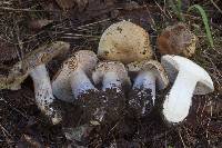 Cortinarius subolivascens image