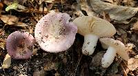 Russula cyanoxantha image