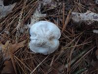 Tricholoma argenteum image