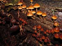 Psathyrella piluliformis image