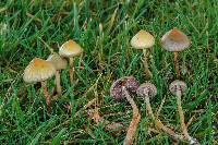 Psilocybe semilanceata image