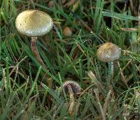 Psilocybe semilanceata image