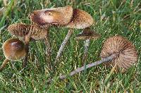 Psilocybe cyanofibrillosa image