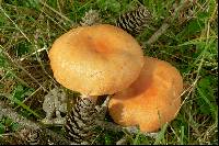 Lactarius porninsis image