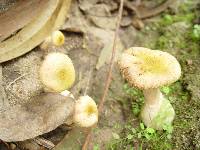 Armillaria gallica image