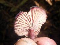 Callistosporium terrigenum image