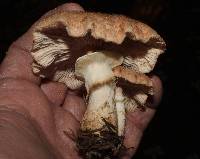 Armillaria solidipes image