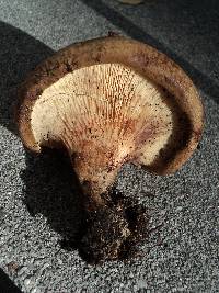 Paxillus involutus image