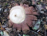 Geastrum rufescens image