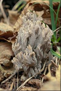 Clavulina cinerea image