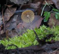 Rhizomarasmius pyrrhocephalus image