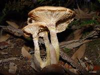 Armillaria gallica image