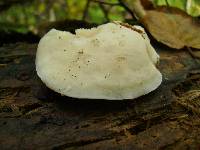 Tyromyces chioneus image