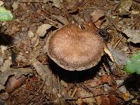 Cortinarius torvus image