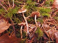 Cortinarius rigens image