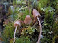 Galerina pumila var. pumila image