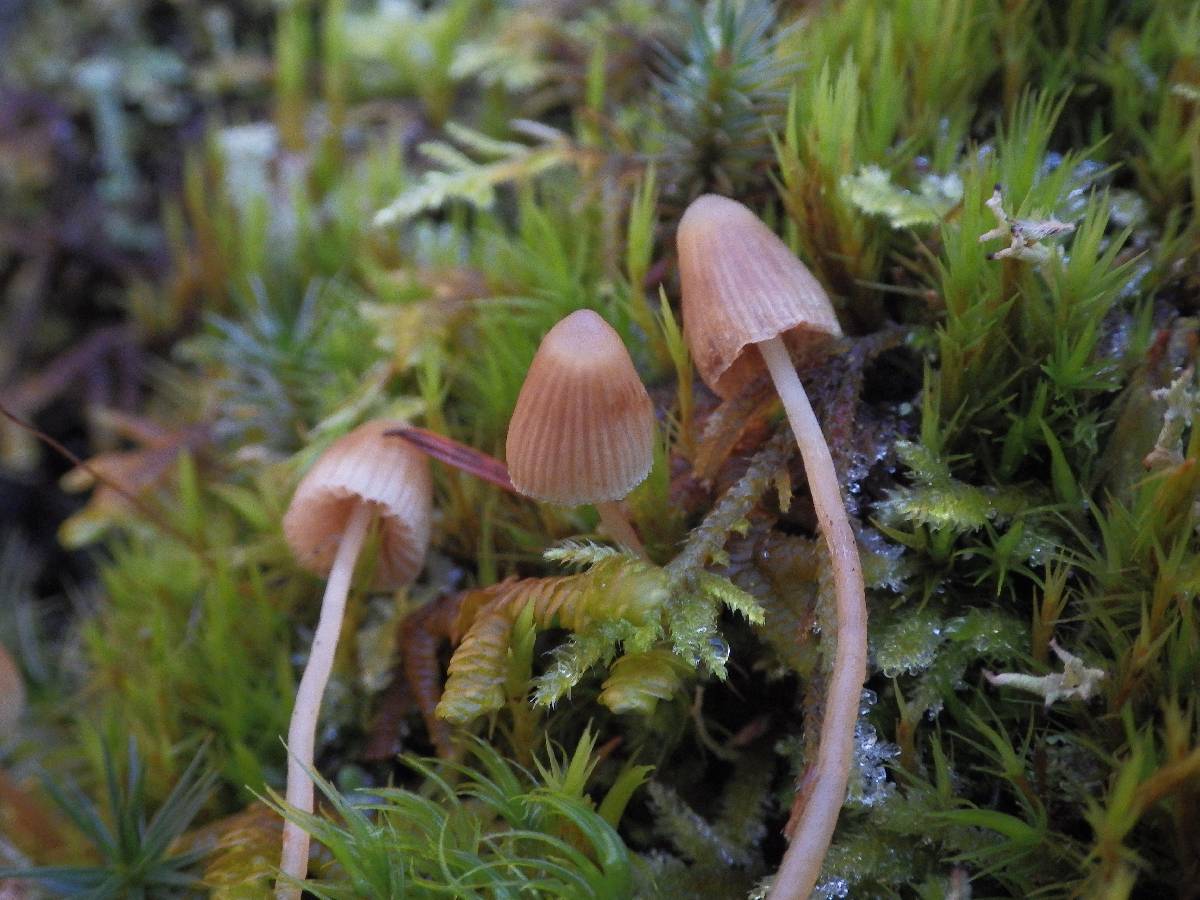 Galerina pumila image
