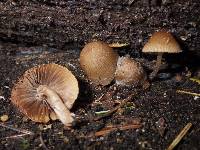 Psathyrella quercicola image