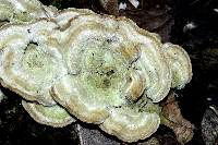Cerrena unicolor image