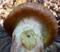 Suillus ponderosus image