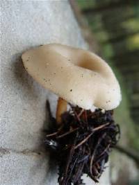 Clitocybe phaeophthalma image