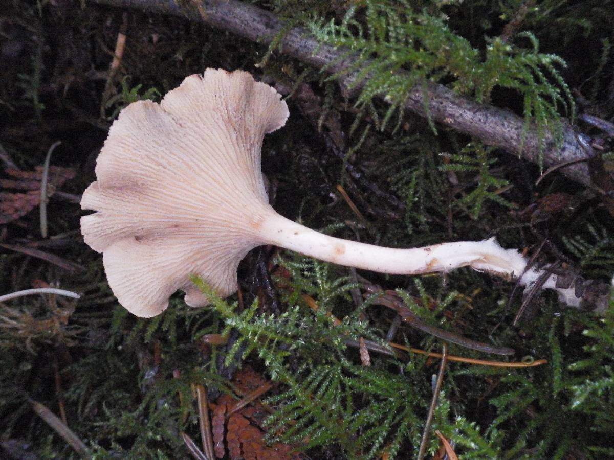 Aphroditeola olida image