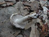 Inocybe geophylla var. geophylla image