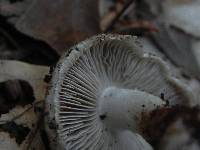 Inocybe geophylla var. geophylla image