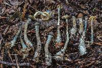 Psilocybe azurescens image