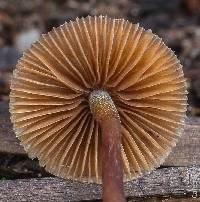 Psilocybe pelliculosa image