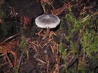 Tricholoma virgatum image