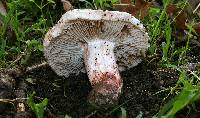 Inocybe adaequata image