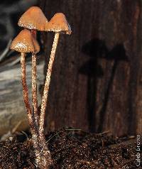 Psilocybe pelliculosa image