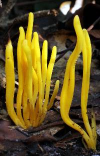 Clavulinopsis fusiformis image