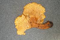 Cantharellus formosus image