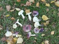 Russula versicolor image