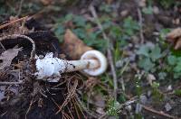 Amanita sinicoflava image