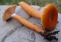 Lactarius aurantiacus image