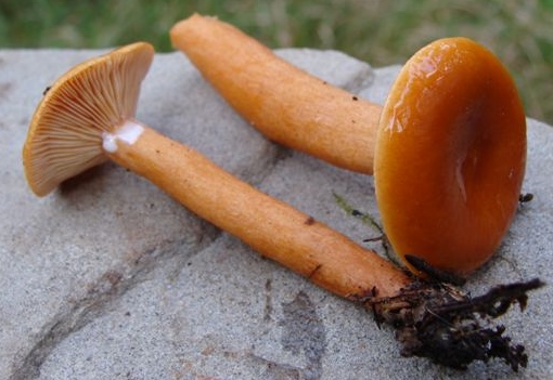 Lactarius aurantiacus image
