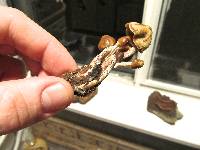 Psilocybe pelliculosa image