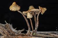 Psilocybe pelliculosa image