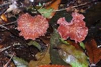 Laccaria amethystina image