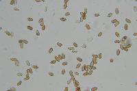 Psilocybe pelliculosa image
