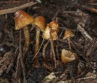 Psilocybe pelliculosa image