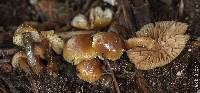 Psilocybe pelliculosa image