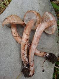 Inocybe bongardii image